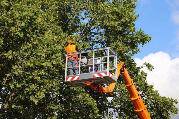 Best Storm Damage Tree Cleanup  in Avondale, LA