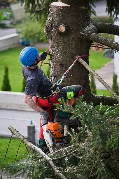 Trusted Avondale, LA Tree Services Experts