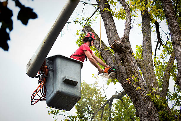 Best Tree Planting  in Avondale, LA